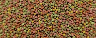 parrot bird feed parrot bird feed